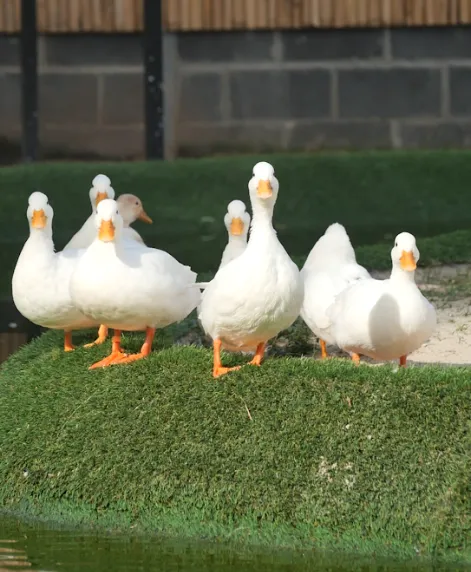 A group of white ducks standing on a grassy island by the water