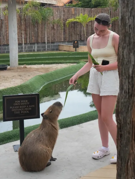 A visitor offers a leaf to a capybara beside the pool, next to a safety sign asking guests to keep a safe distance from the pool