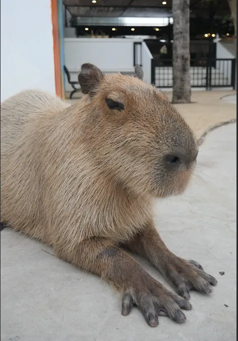 Close view of a capybara resting on the paving